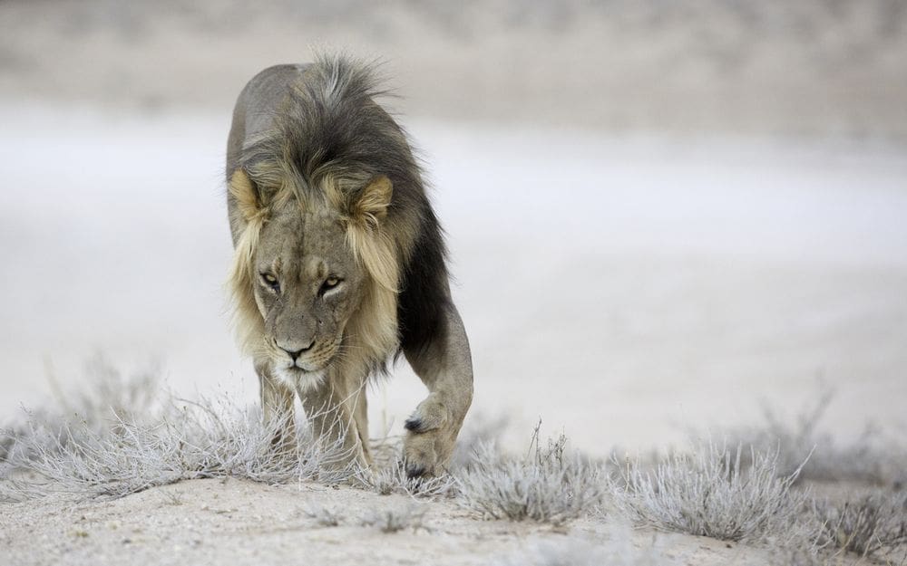 Self-Drive Safari | Kgalagadi